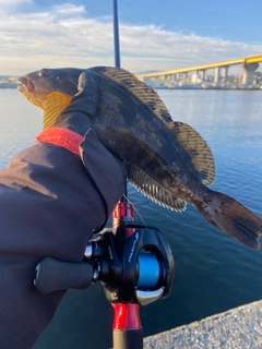 アイナメの釣果