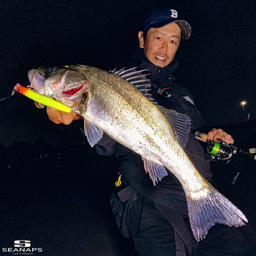 シーバスの釣果