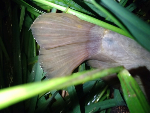 ナマズの釣果