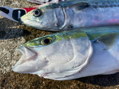 サゴシの釣果