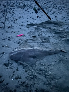 カスザメの釣果