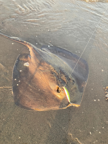 アカエイの釣果