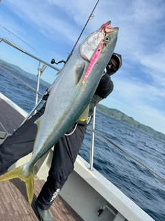 ブリの釣果