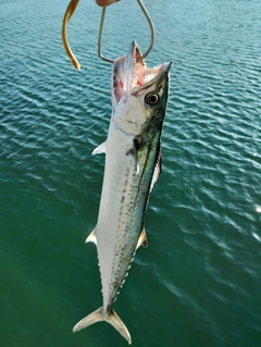 サゴシの釣果