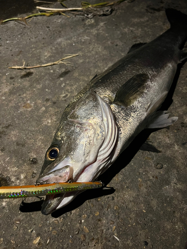 スズキの釣果