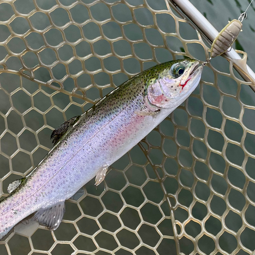 ニジマスの釣果