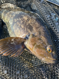 アイナメの釣果