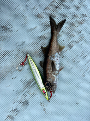 ムツの釣果