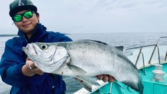 ヒラスズキの釣果