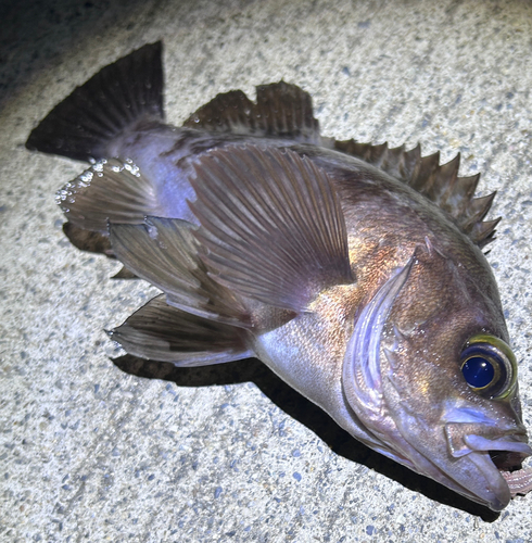 メバルの釣果