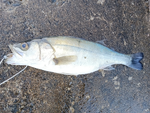 スズキの釣果