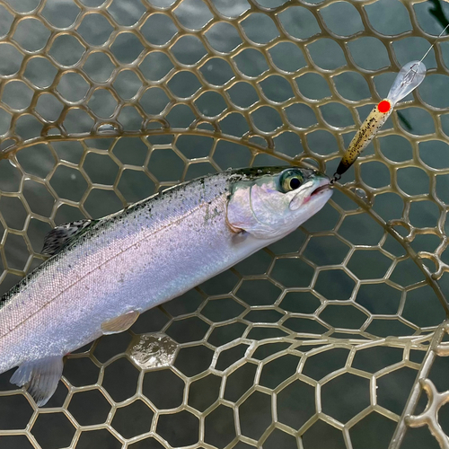 ニジマスの釣果