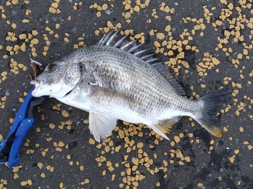 キビレの釣果