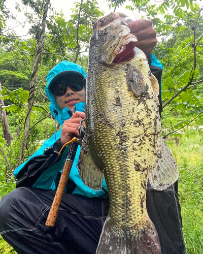 ブラックバスの釣果