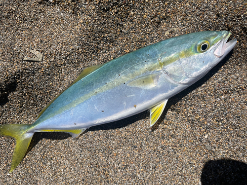 イナダの釣果