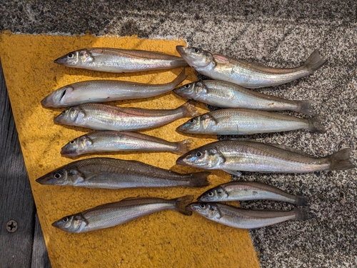 シロギスの釣果