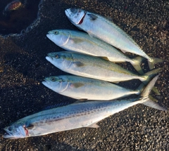 イナダの釣果