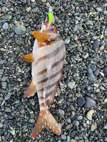 タカノハダイの釣果