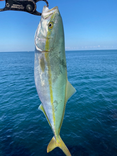 イナダの釣果