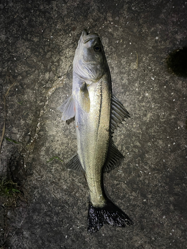 スズキの釣果