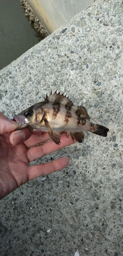 シロメバルの釣果