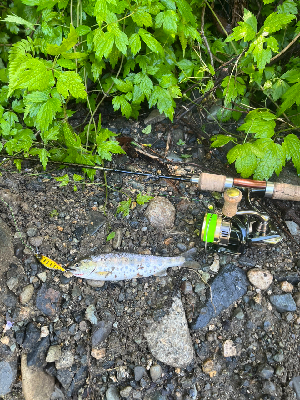 SHIMANO 21カーディフNX S54ULの最安値・インプレ・釣果 | 本音 SHIMANO 21カーディフNX S54ULの最安値・インプレ・釣果 | 本音