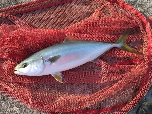 ハマチの釣果