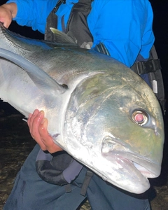 ロウニンアジの釣果