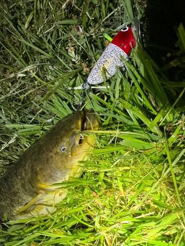 マナマズの釣果