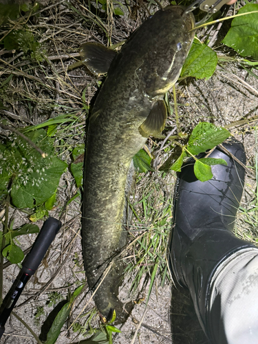 マナマズの釣果