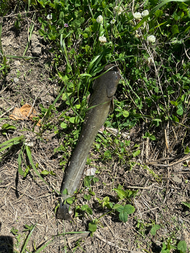 ナマズの釣果