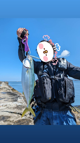 イナダの釣果