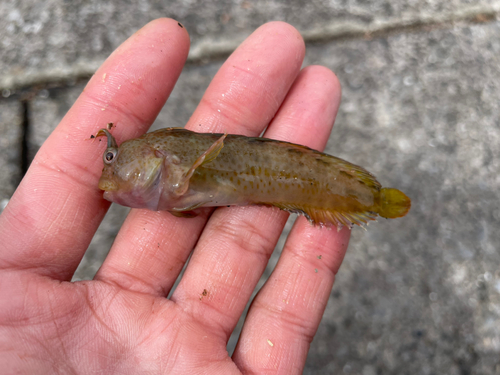 イソギンポの釣果