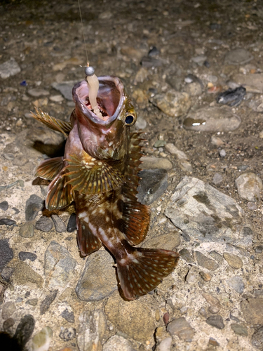 カサゴの釣果