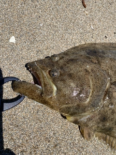 ヒラメの釣果