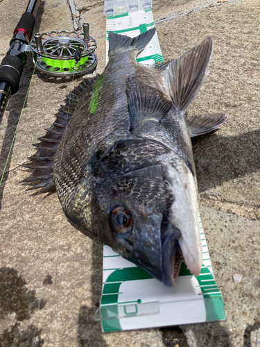 クロダイの釣果