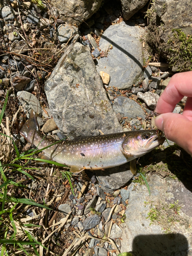 イワナの釣果