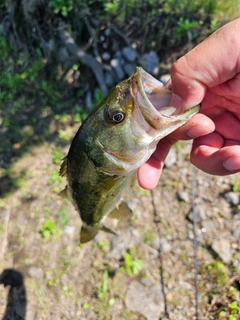 ラージマウスバスの釣果