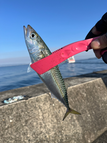 サバの釣果