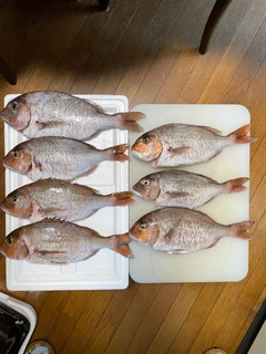 マダイの釣果