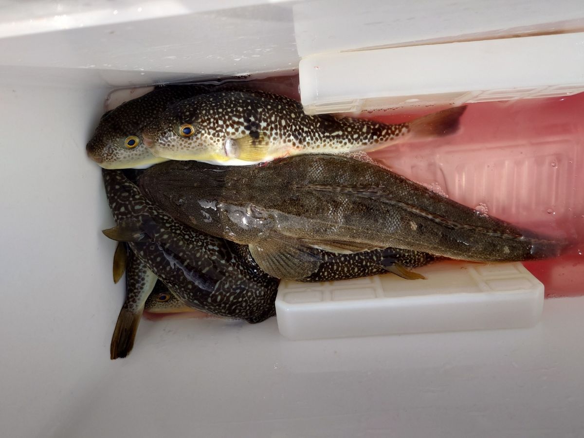 カワハギ太郎さんの釣果 3枚目の画像