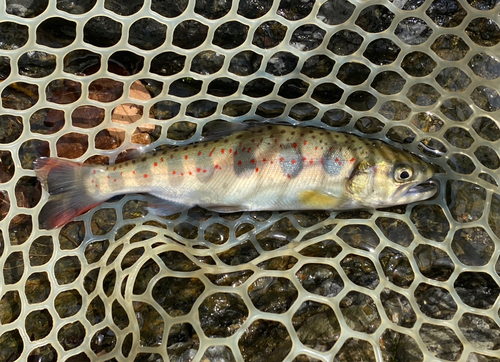 アマゴの釣果