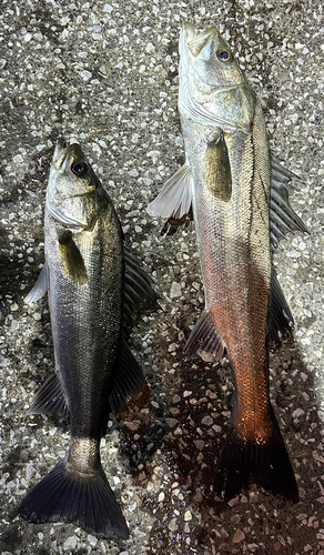 シーバスの釣果