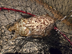 コウイカの釣果