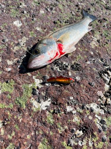 セイゴ（タイリクスズキ）の釣果