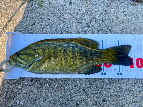 スモールマウスバスの釣果