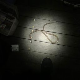 ダイナンウミヘビ