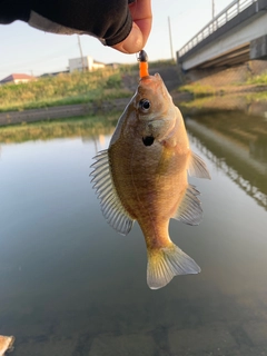 ブルーギルの釣果