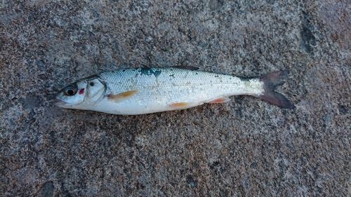 ウグイの釣果