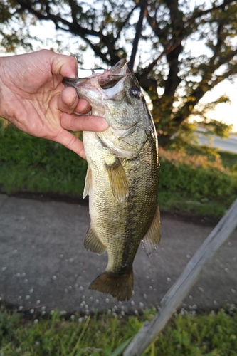 ラージマウスバスの釣果